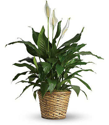 Simply Elegant Spathiphyllum - Large from Walker's Flower Shop in Huron, SD